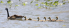 Canada Geese